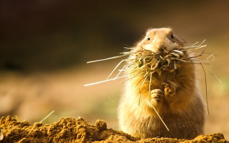 Prairie Dog with Hay — Brown, Natural