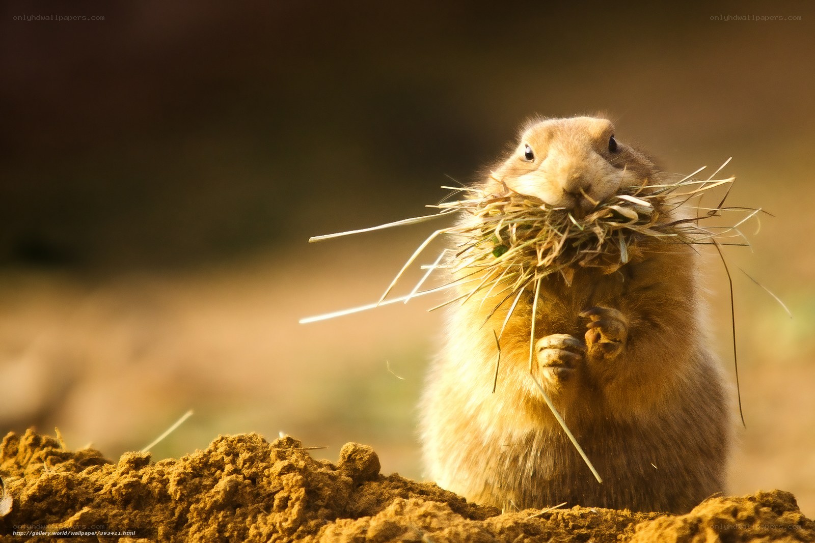 Prairie dog with hay