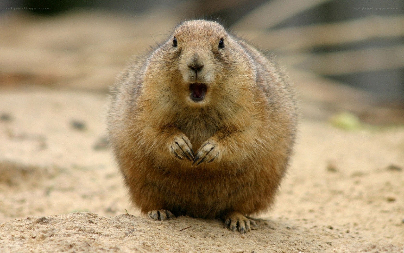 prairie dog with open mouth
