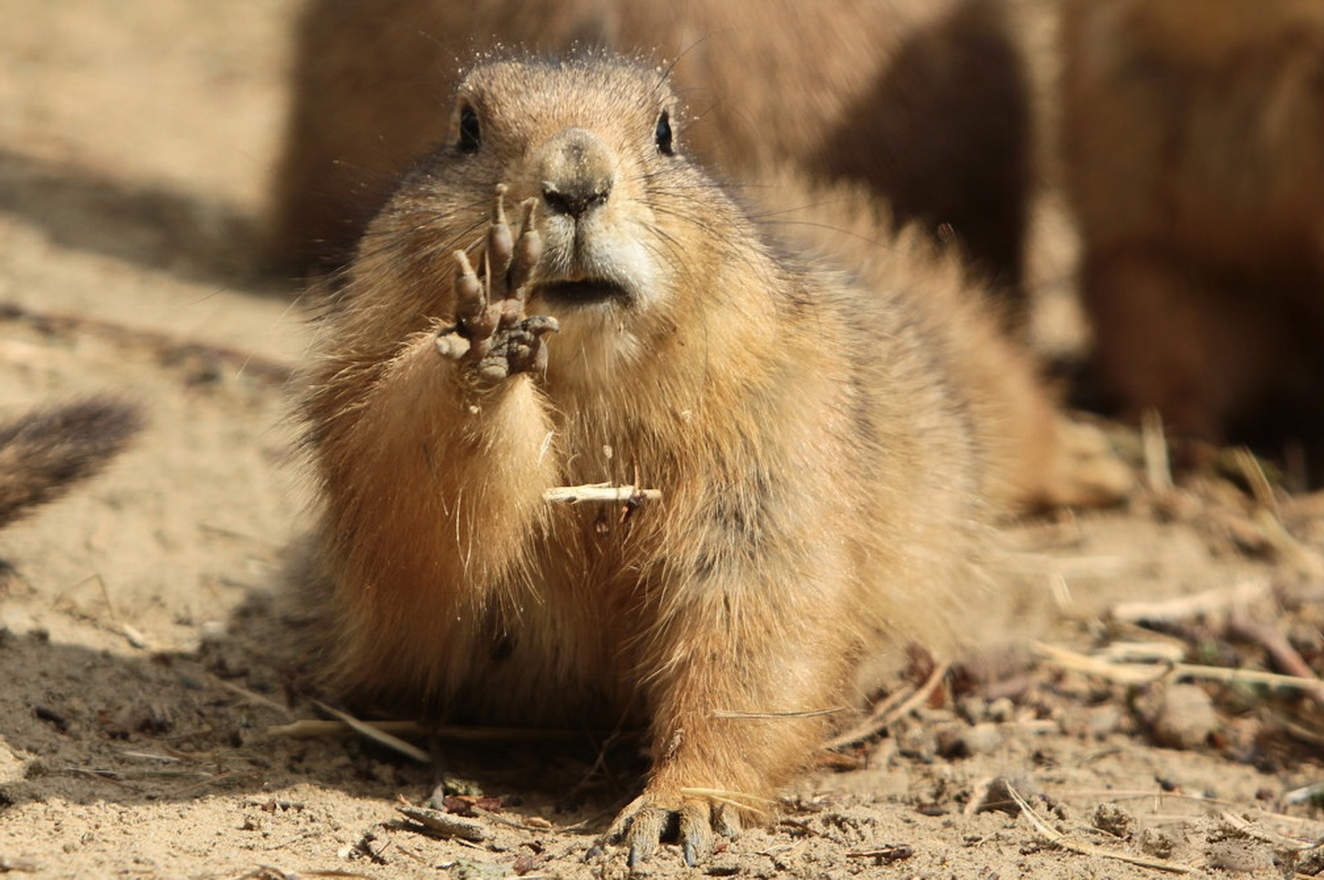 Prairie dog with raised paw