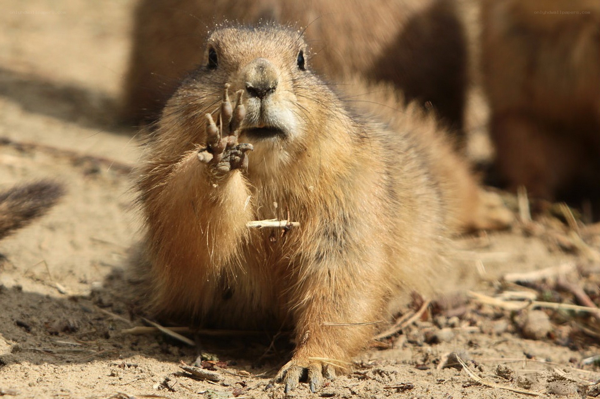 Prairie dog with raised paw