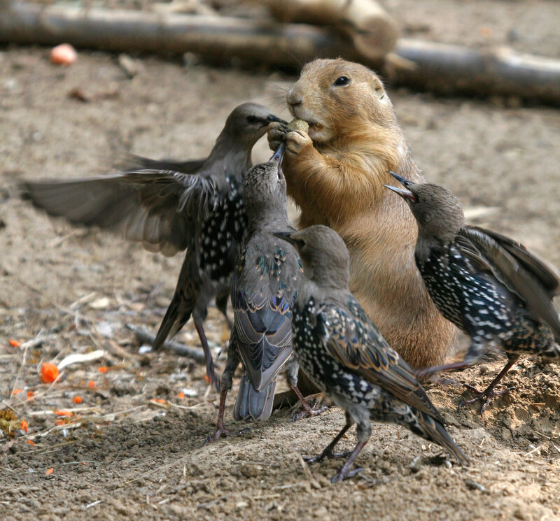 Prairie Dog with Starlings