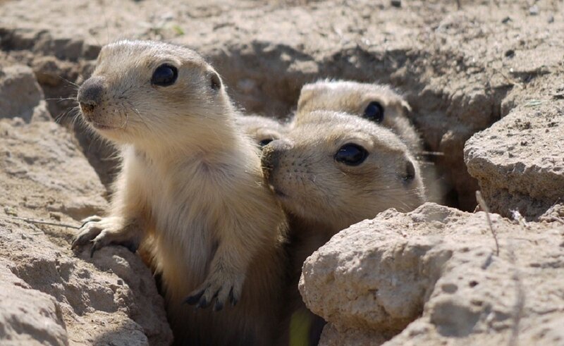 prairie dogs at burrow entrance