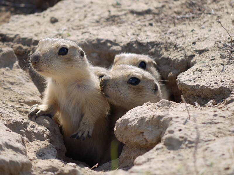Prairie dogs at their burrow