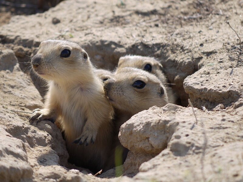 Prairie dogs at their burrow