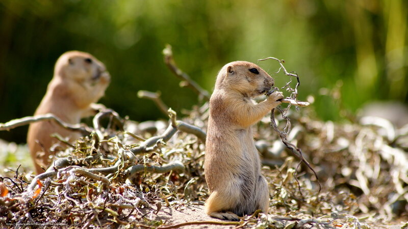 Prairie dogs eating twigs