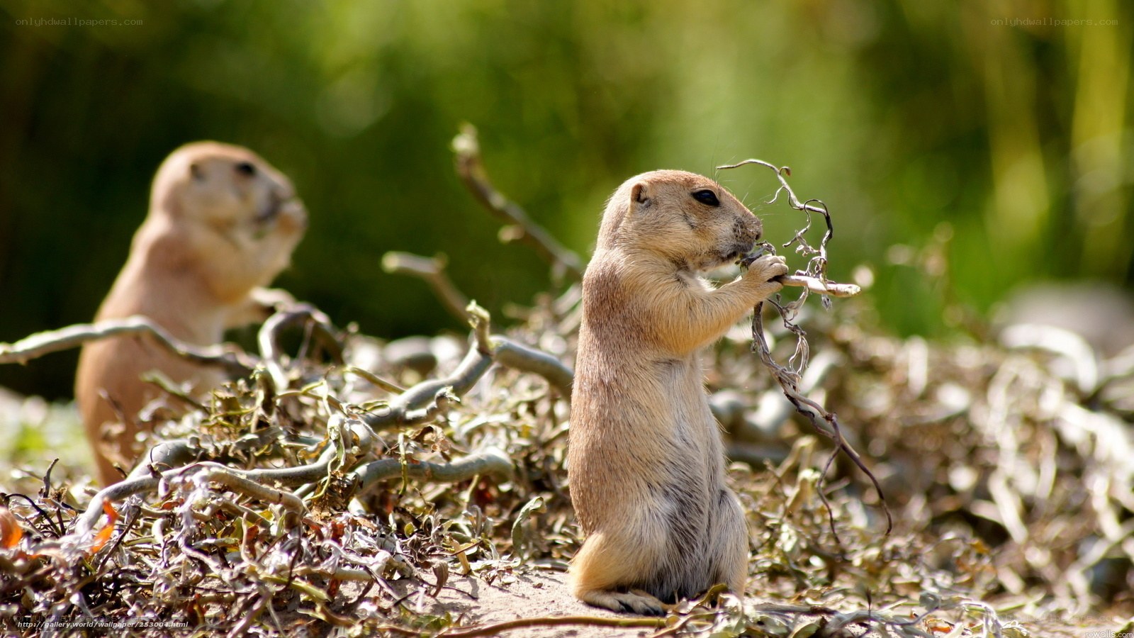 Prairie dogs eating twigs