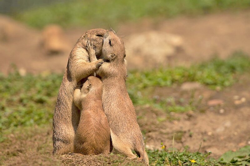 Prairie Dogs Hugging — Brown