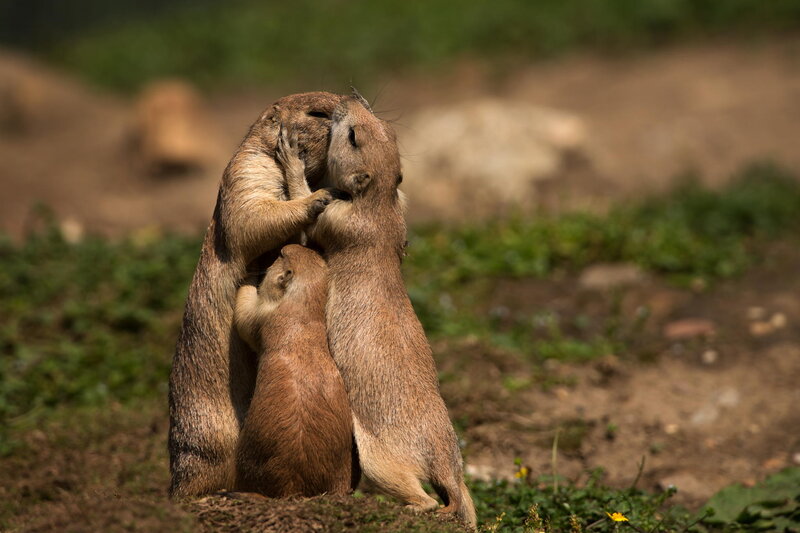 Prairie Dogs Hugging