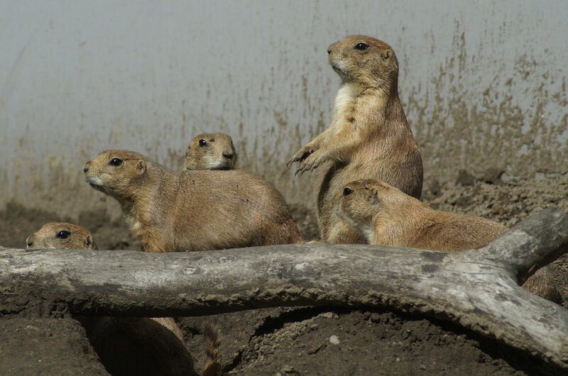Prairie Dogs in Enclosure