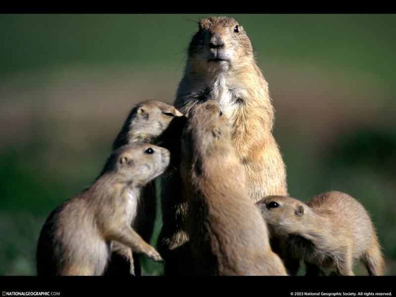 Prairie Dogs in Group