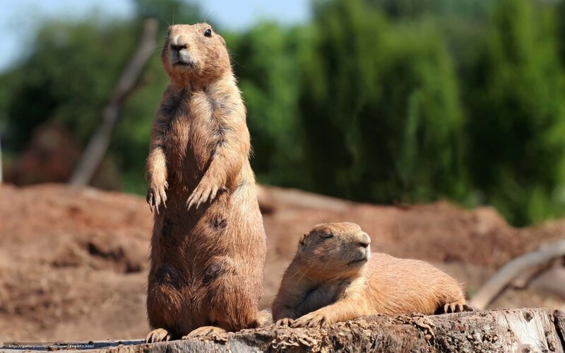 Prairie dogs in the sun
