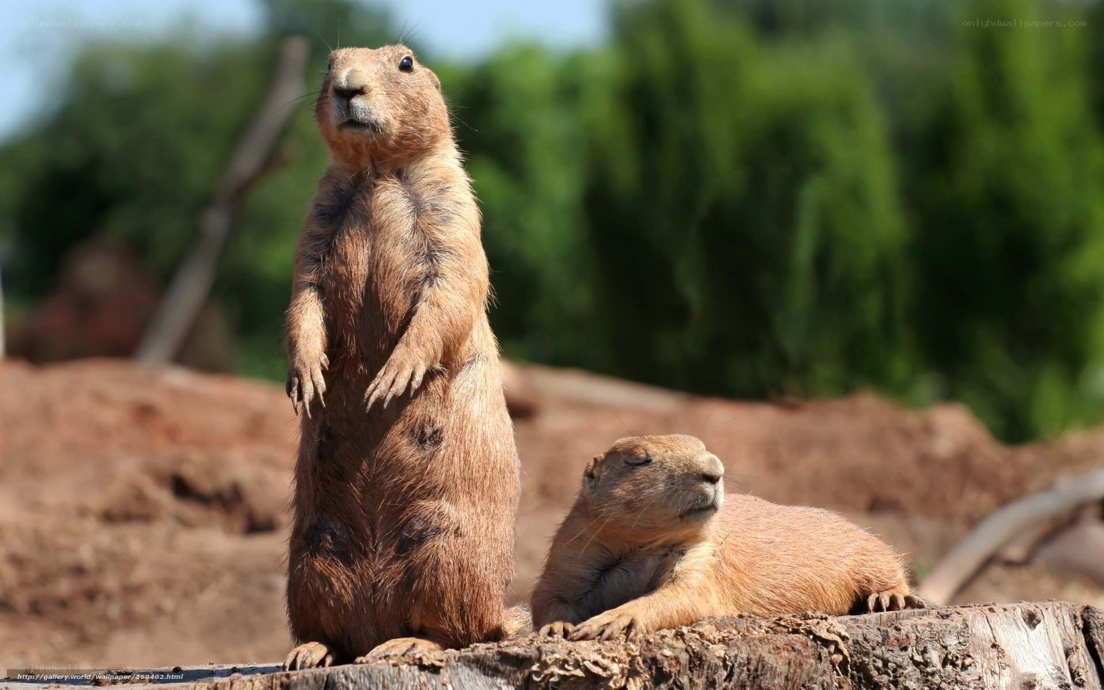 Prairie dogs in the sun