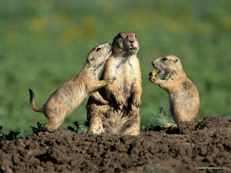 Prairie dogs interacting