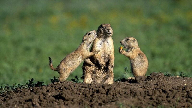 Prairie dogs interacting on a mound