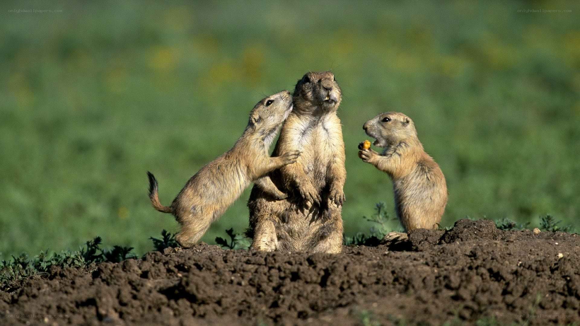 Prairie dogs interacting on a mound