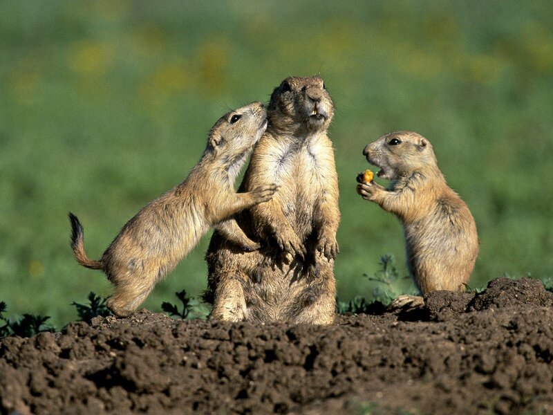 Prairie dogs interacting on mound