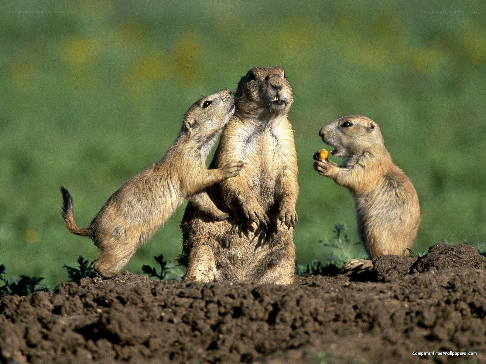Prairie dogs interacting on mound