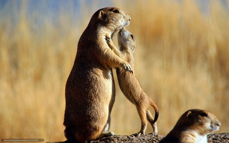 Prairie dogs interacting