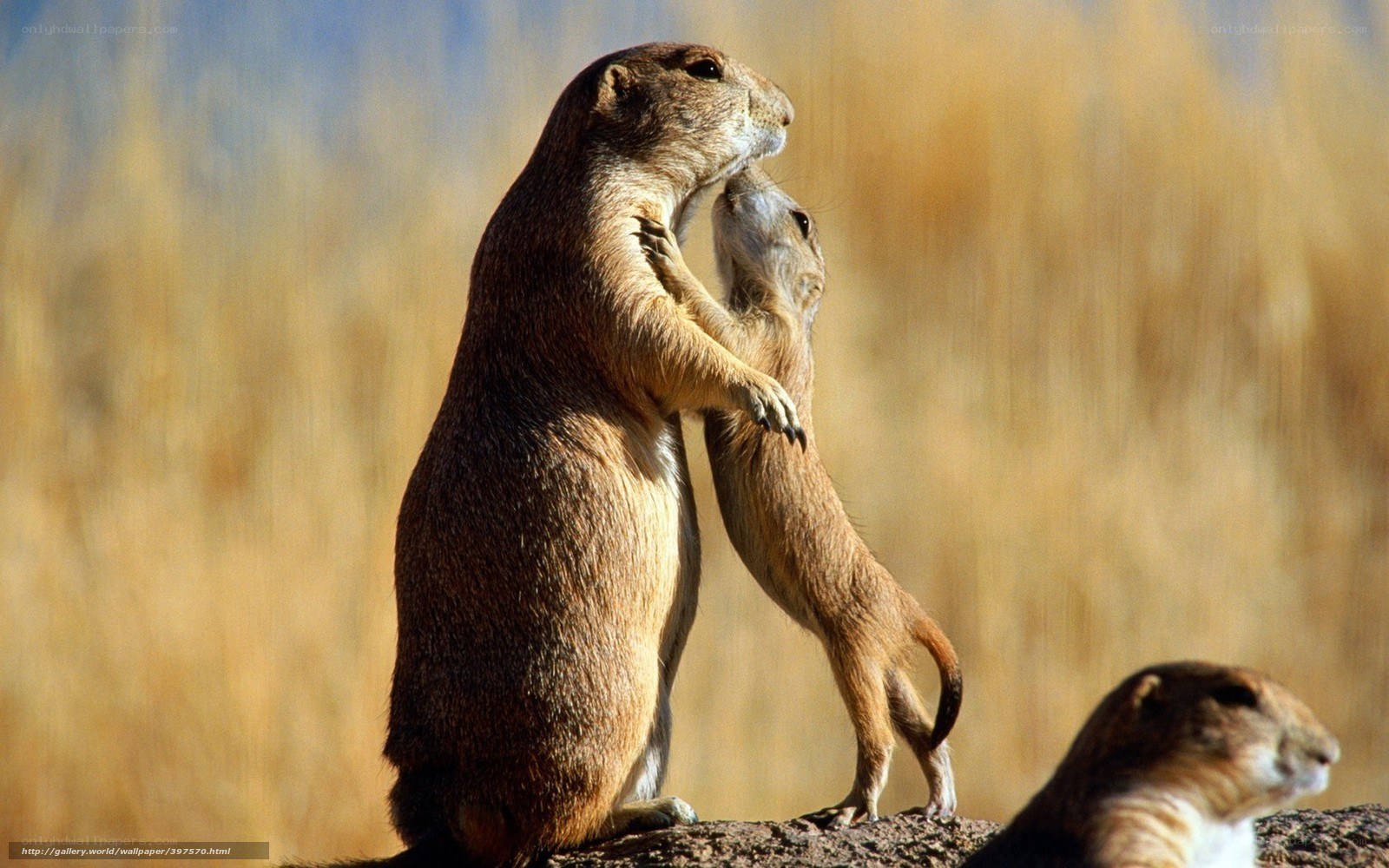 Prairie dogs interacting