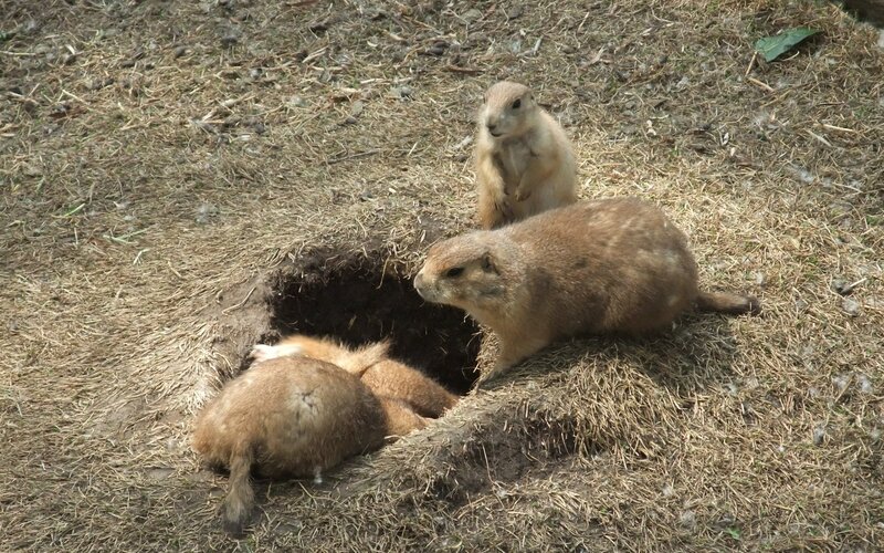 Prairie dogs near burrow