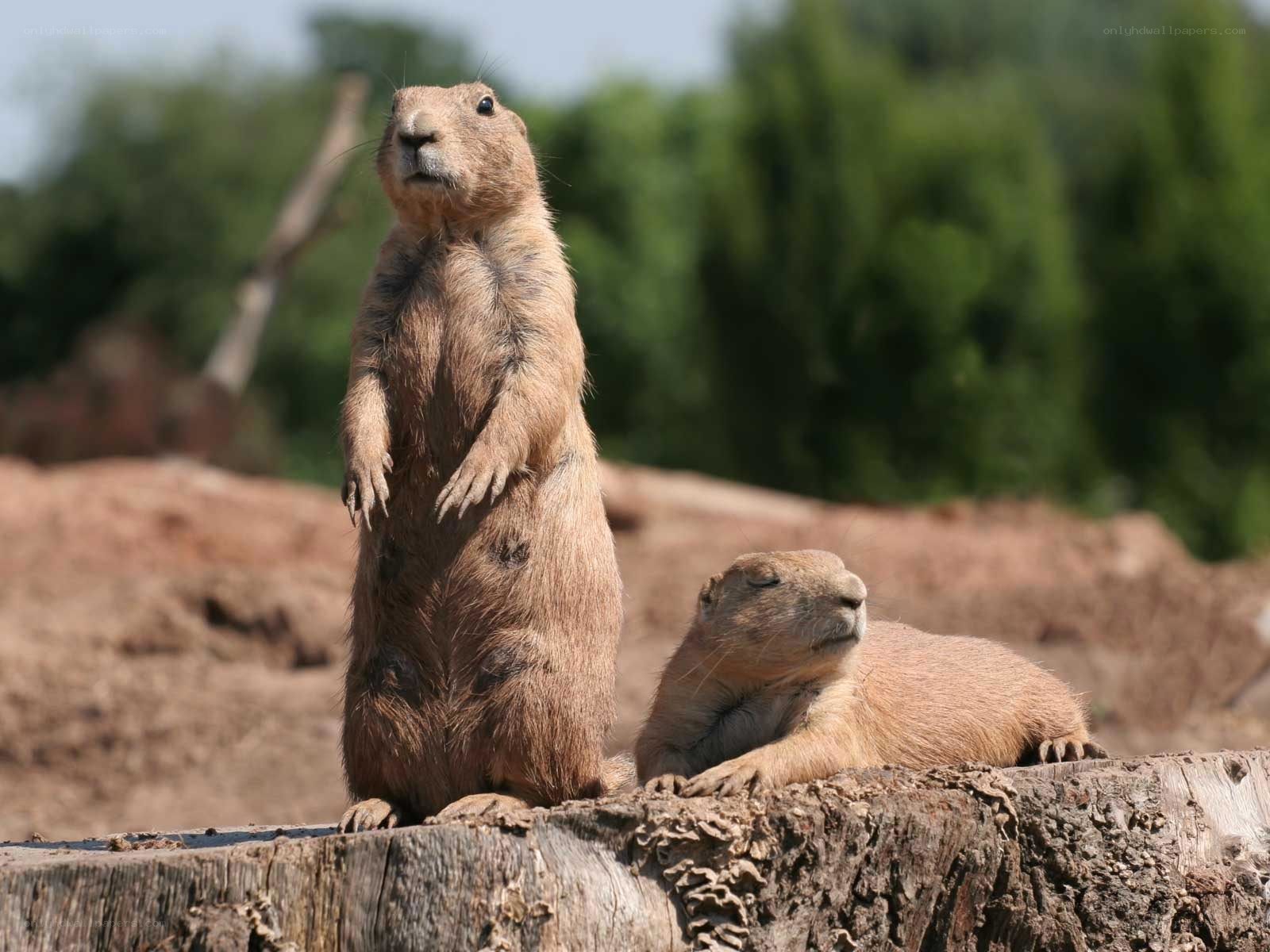Prairie dogs on a log