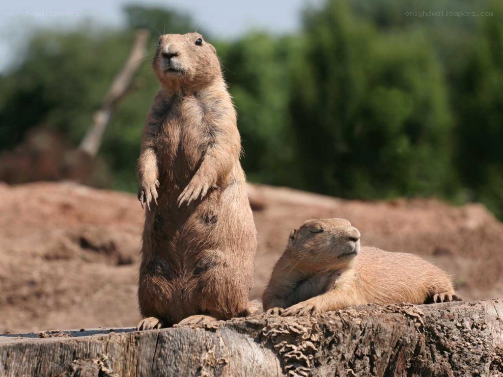 Prairie dogs on a log