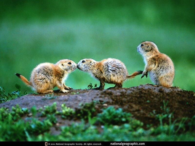 Prairie dogs on a mound