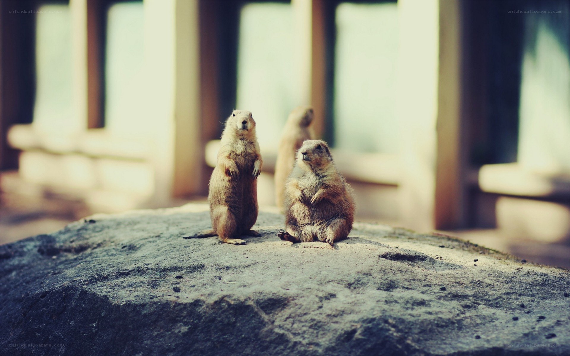 Prairie dogs on a rock