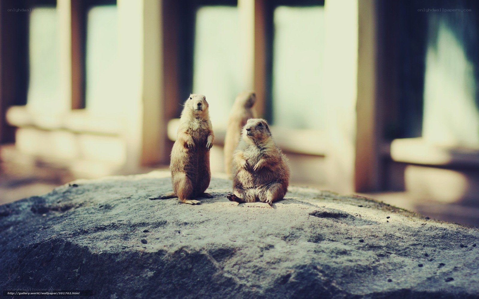 Prairie dogs on a rock