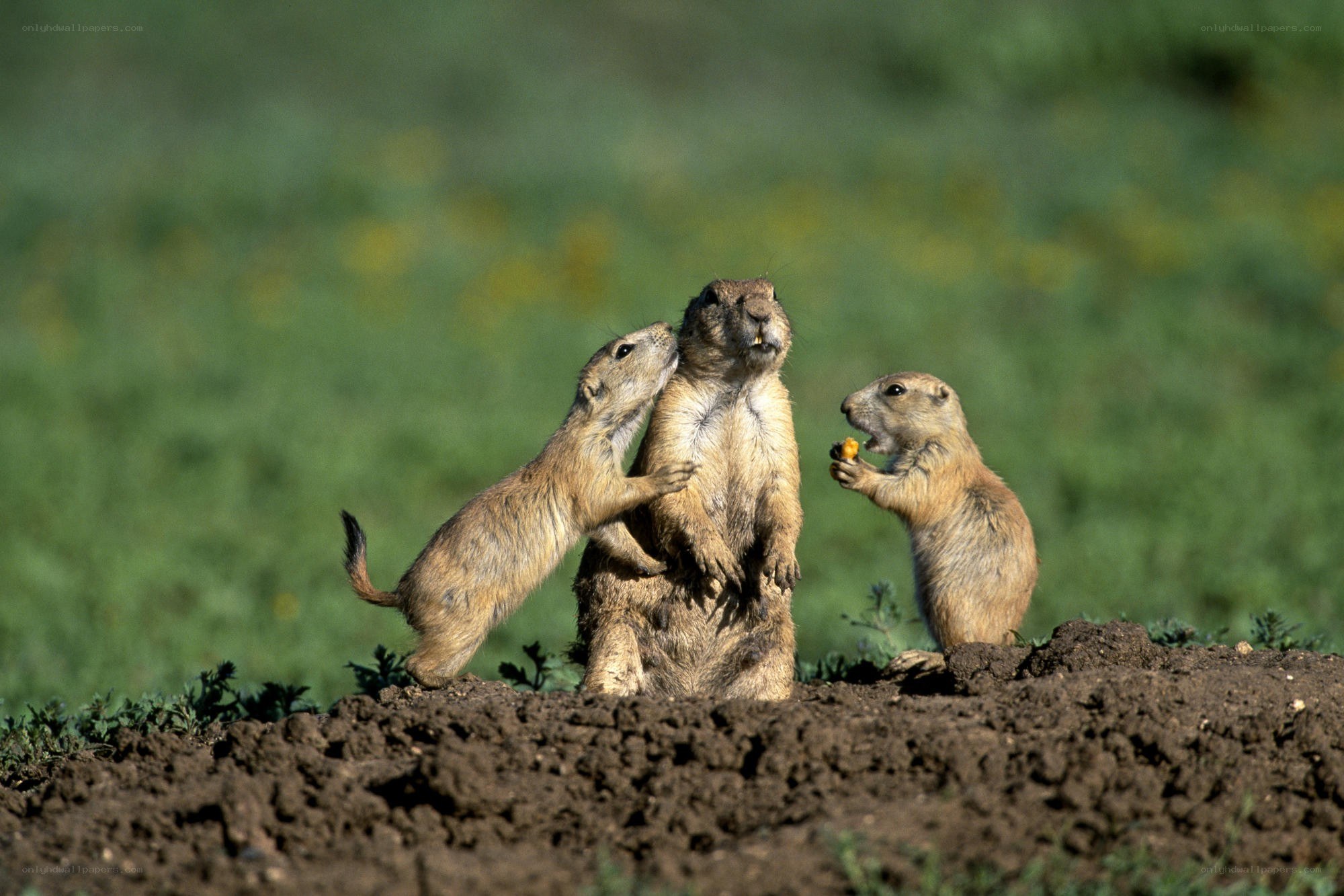 Prairie dogs playing in a field