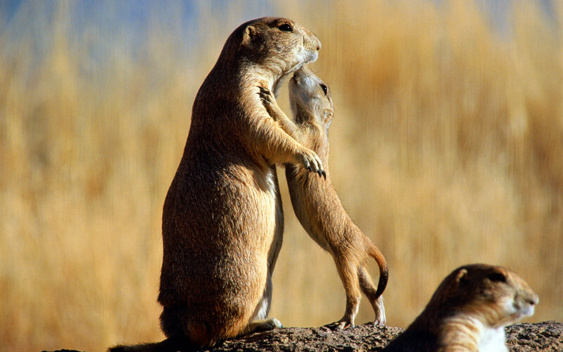 Prairie Dogs Standing — Brown