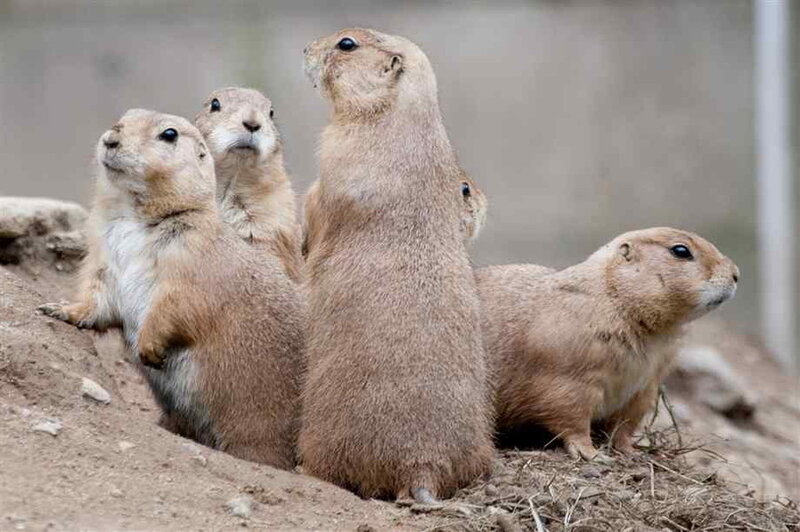 Prairie Dogs Standing