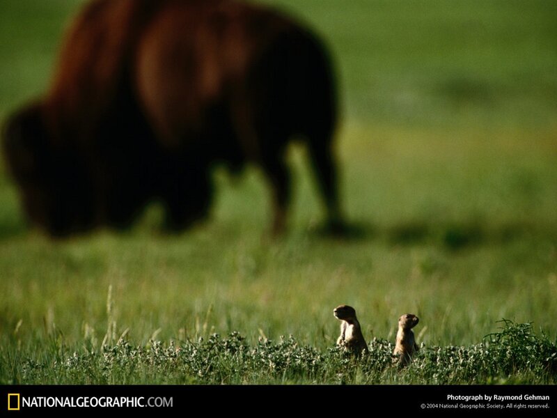 Prairie dogs watch bison