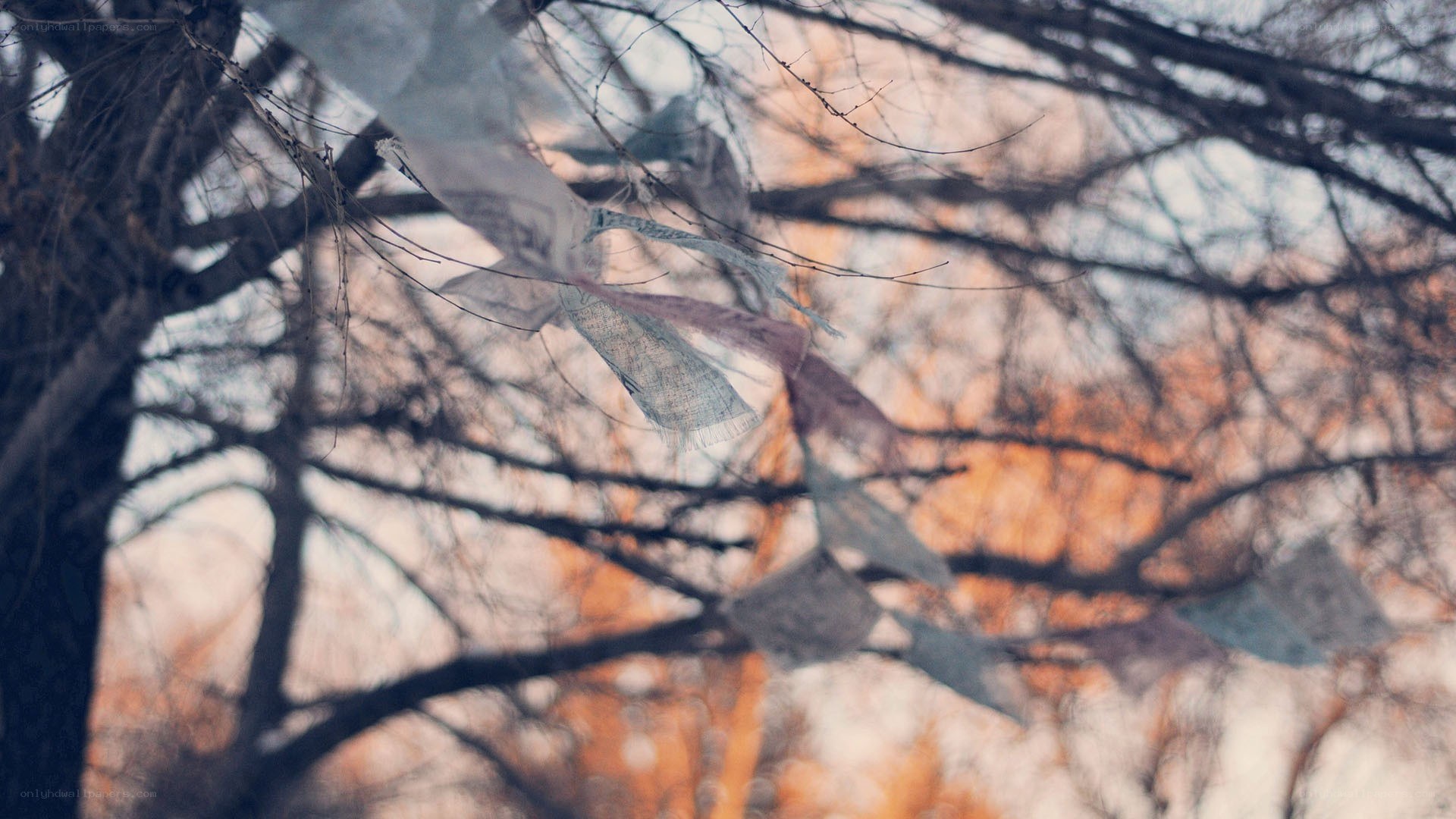 Prayer flags on bare branches
