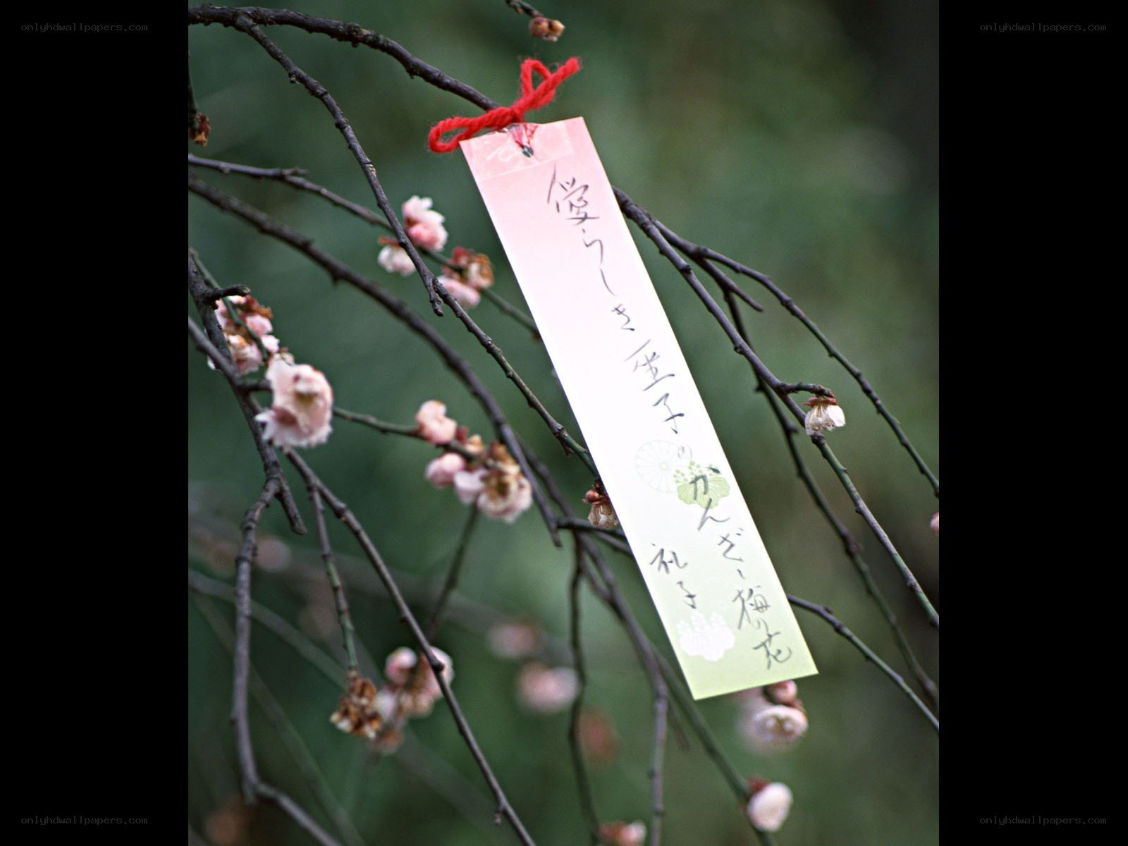 Prayer tag on a blossoming branch