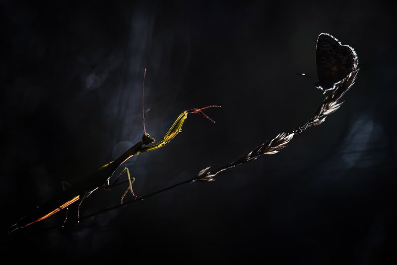 Praying Mantis and Butterfly — Black