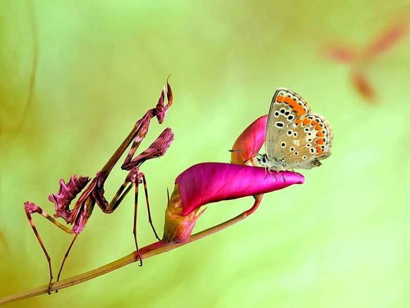 Praying mantis and butterfly on flower