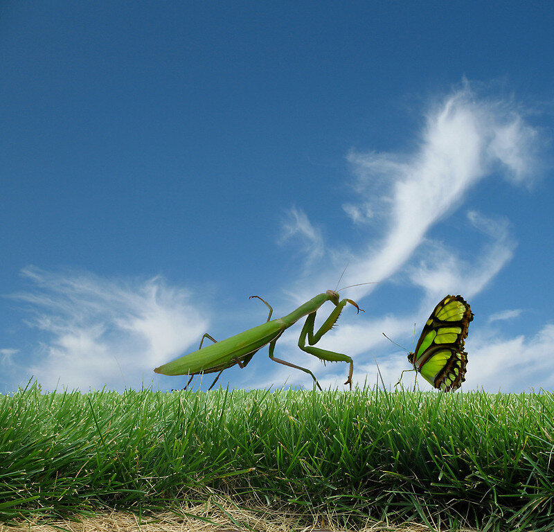 Praying Mantis and Butterfly