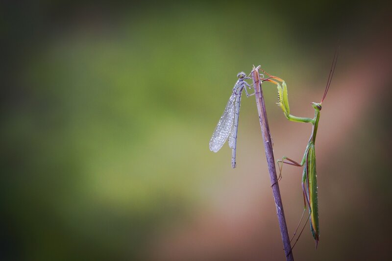 Praying Mantis and Damselfly