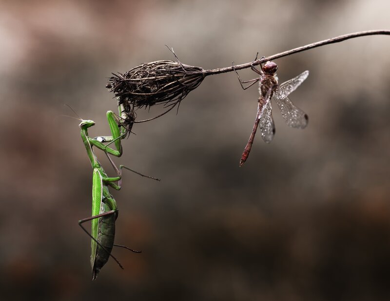 Praying mantis and dragonfly on a stem