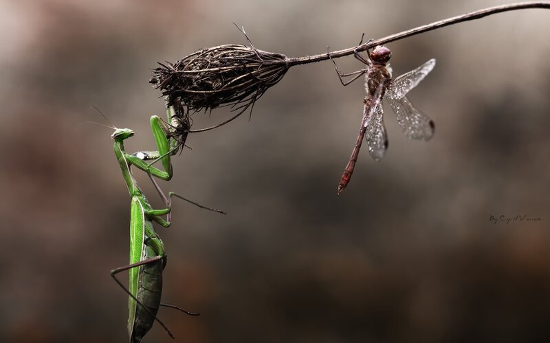 Praying mantis and dragonfly on a stem