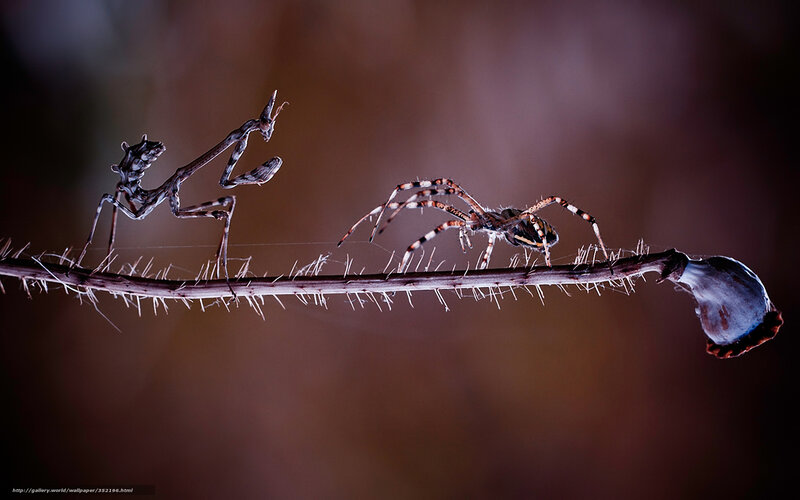 Praying Mantis and Spider — Brown