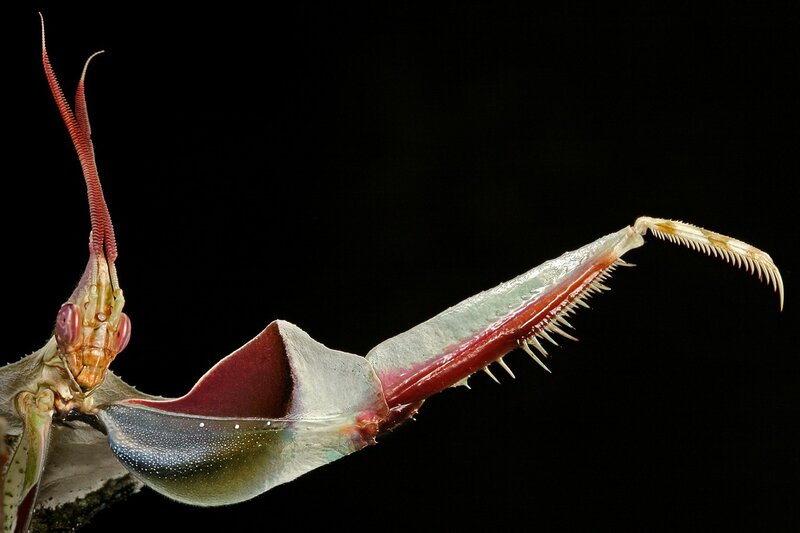 Praying Mantis — Black