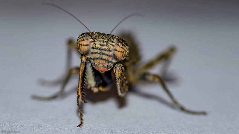 Praying Mantis Close-up — Brown