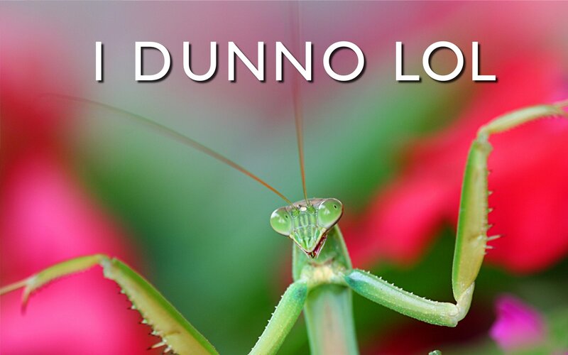 praying mantis close-up