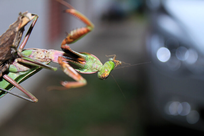 Praying mantis eating an ant