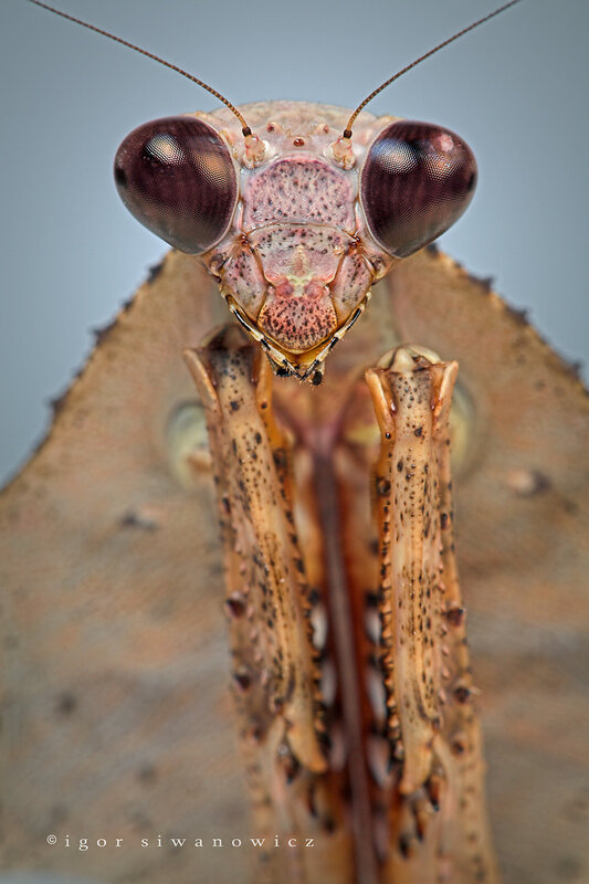 Praying Mantis Face