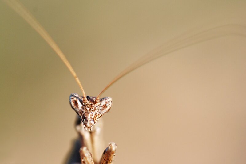 Praying Mantis Head — Brown, Calm