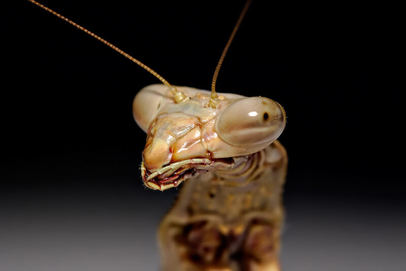 Praying Mantis Head — Brown